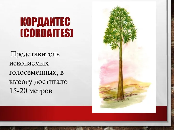 Представитель ископаемых голосеменных, в высоту достигало 15-20 метров. КОРДАИТЕС (CORDAITES)