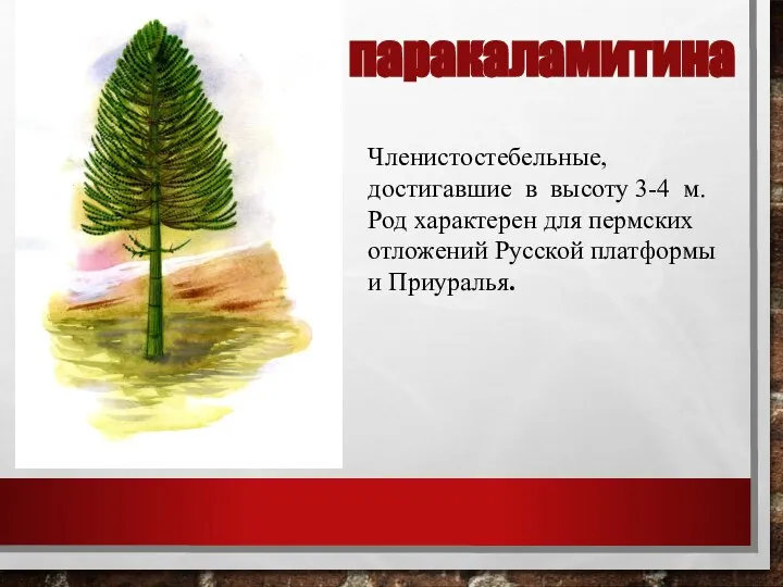 паракаламитина Членистостебельные, достигавшие в высоту 3-4 м. Род характерен для пермских отложений Русской платформы и Приуралья.