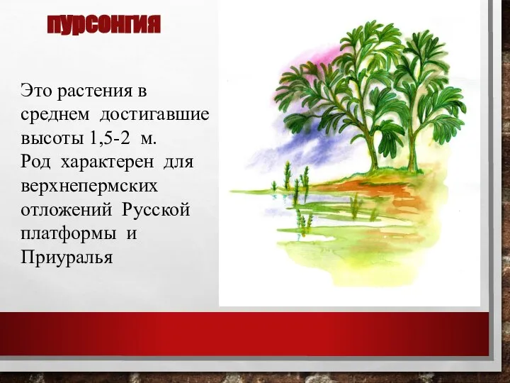 пурсонгия Это растения в среднем достигавшие высоты 1,5-2 м. Род характерен для