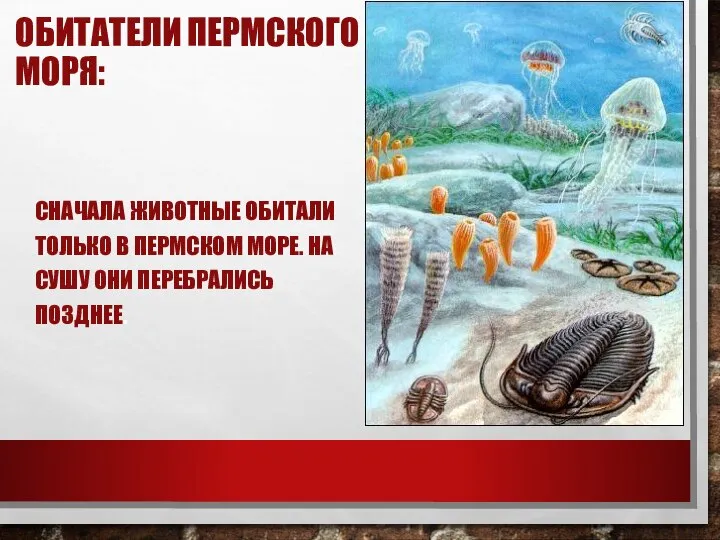 ОБИТАТЕЛИ ПЕРМСКОГО МОРЯ: СНАЧАЛА ЖИВОТНЫЕ ОБИТАЛИ ТОЛЬКО В ПЕРМСКОМ МОРЕ. НА СУШУ ОНИ ПЕРЕБРАЛИСЬ ПОЗДНЕЕ.