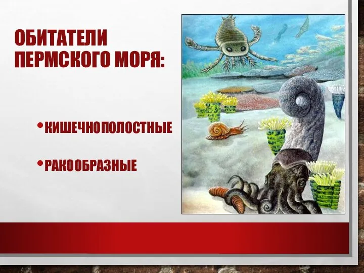 ОБИТАТЕЛИ ПЕРМСКОГО МОРЯ: КИШЕЧНОПОЛОСТНЫЕ РАКООБРАЗНЫЕ