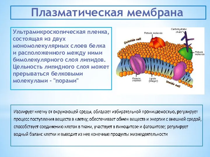 Ультрамикроскопическая пленка, состоящая из двух мономолекулярных слоев белка и расположенного между ними