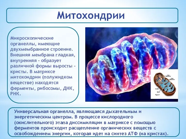 Митохондрии Микроскопические органеллы, имеющие двухмембранное строение. Внешняя мембрана гладкая, внутренняя - образует