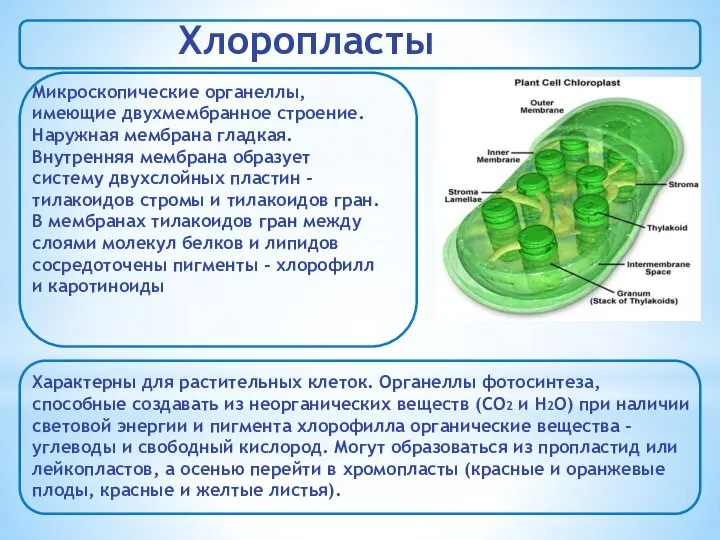 Хлоропласты Микроскопические органеллы, имеющие двухмембранное строение. Наружная мембрана гладкая. Внутренняя мембрана образует