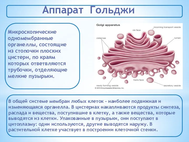 Аппарат Гольджи Микроскопические одномембранные органеллы, состоящие из стопочки плоских цистерн, по краям