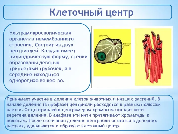 Клеточный центр Ультрамикроскопическая органелла немембранного строения. Состоит из двух центриолей. Каждая имеет