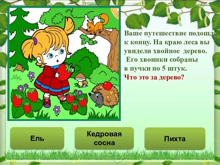 Ель Кедровая сосна Пихта Ваше путешествие подошло к концу. На краю леса