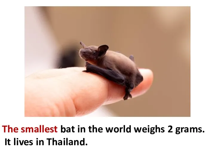 The smallest bat in the world weighs 2 grams. It lives in Thailand.