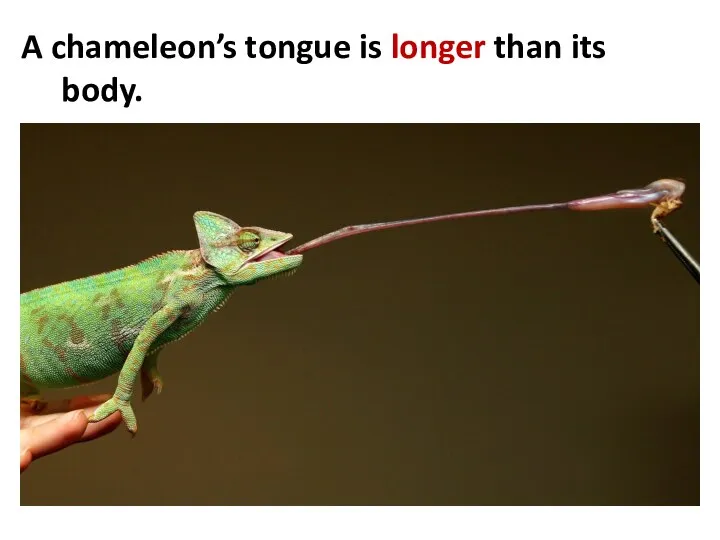 A chameleon’s tongue is longer than its body.