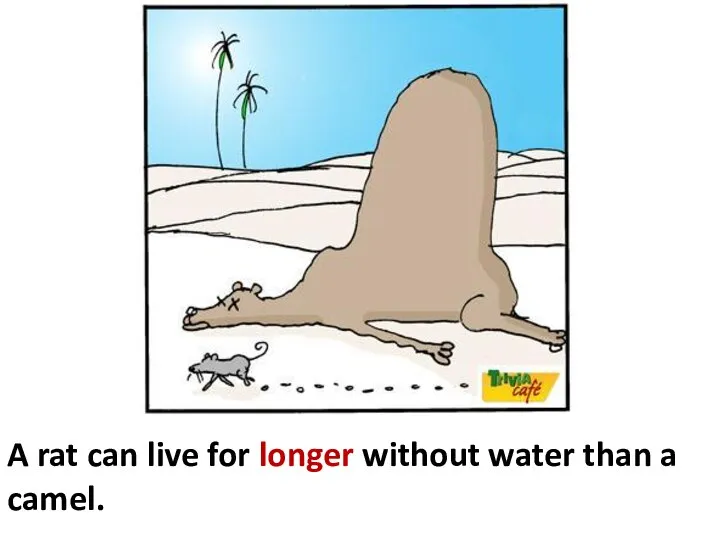 A rat can live for longer without water than a camel.