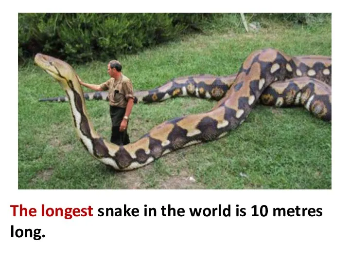 The longest snake in the world is 10 metres long.