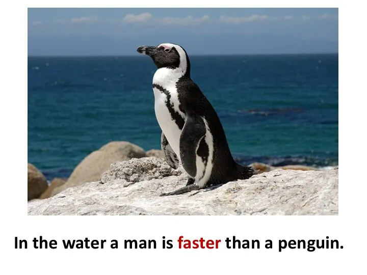 In the water a man is faster than a penguin.