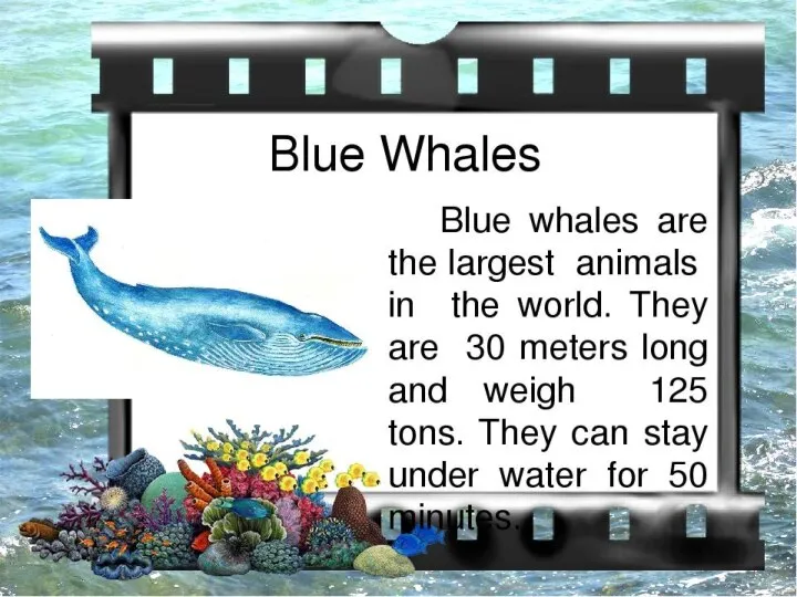 A blue whale is the largest animal in the world.