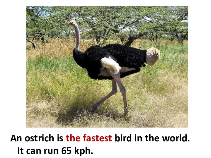 An ostrich is the fastest bird in the world. It can run 65 kph.