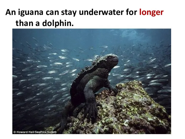 An iguana can stay underwater for longer than a dolphin.