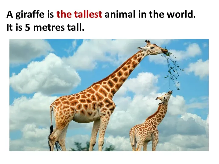 A giraffe is the tallest animal in the world. It is 5 metres tall.
