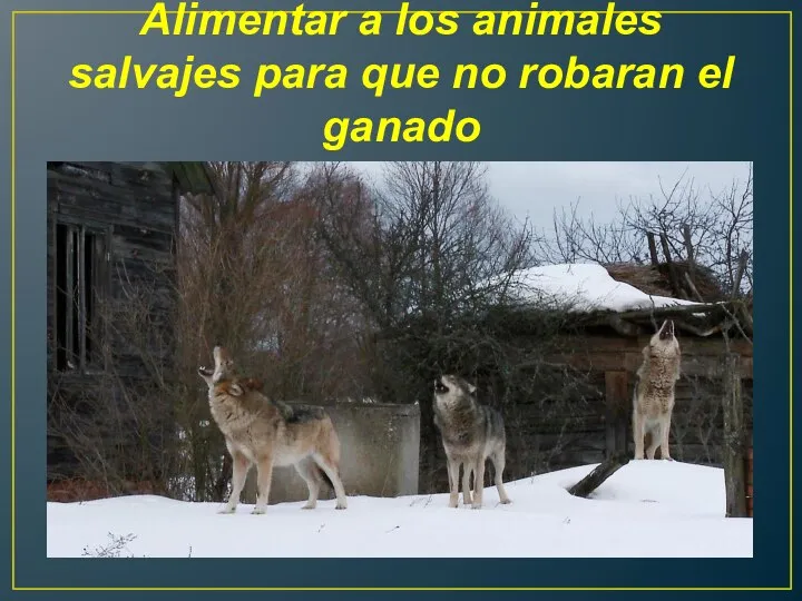 Alimentar a los animales salvajes para que no robaran el ganado