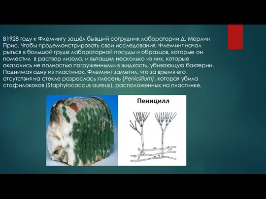 В1928 году к Флемингу зашёл бывший сотрудник лаборатории Д. Мерлин Прис. Чтобы