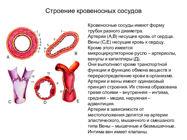 Строение кровеносных сосудов Кровеносные сосуды имеют форму трубок разного диаметра. Артерии (А,В)