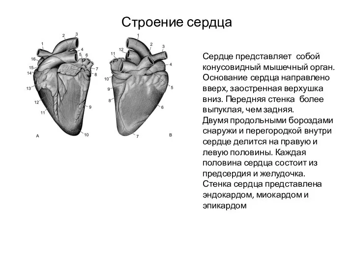 Строение сердца Сердце представляет собой конусовидный мышечный орган. Основание сердца направлено вверх,