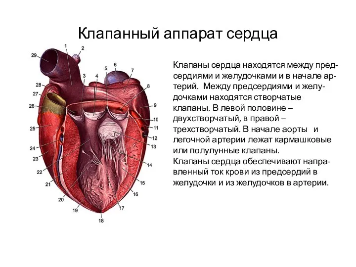 Клапанный аппарат сердца Клапаны сердца находятся между пред- сердиями и желудочками и