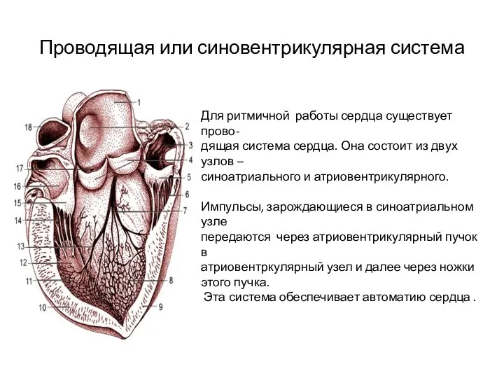 Проводящая или синовентрикулярная система Для ритмичной работы сердца существует прово- дящая система