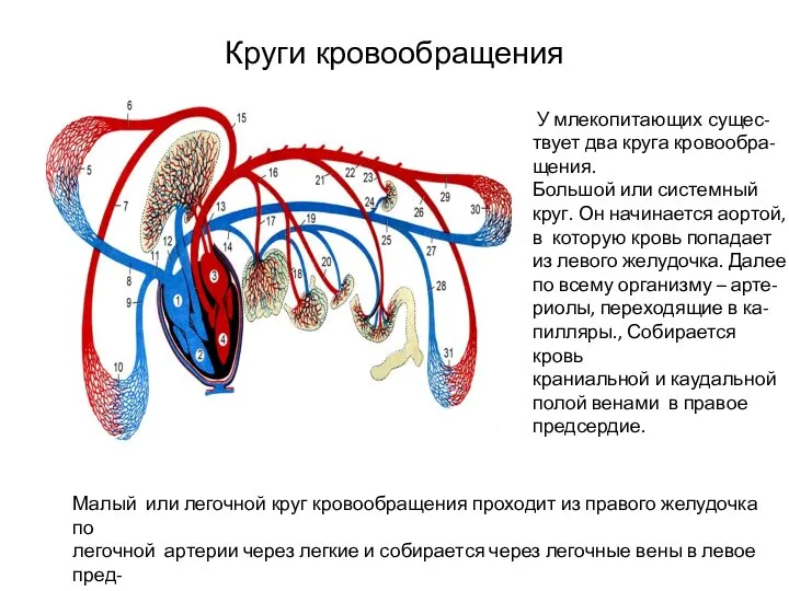 Круги кровообращения У млекопитающих сущес- твует два круга кровообра-щения. Большой или системный