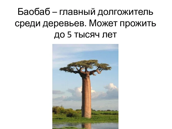 Баобаб – главный долгожитель среди деревьев. Может прожить до 5 тысяч лет