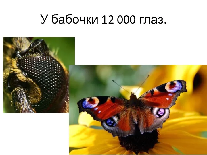 У бабочки 12 000 глаз.