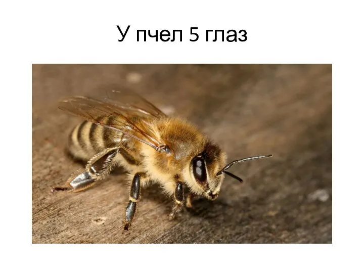 У пчел 5 глаз