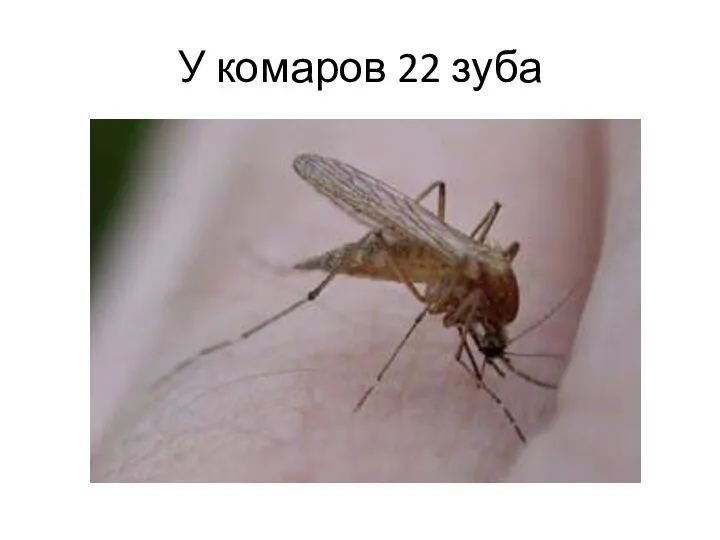 У комаров 22 зуба