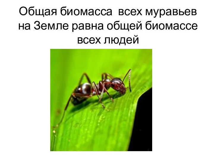 Общая биомасса всех муравьев на Земле равна общей биомассе всех людей
