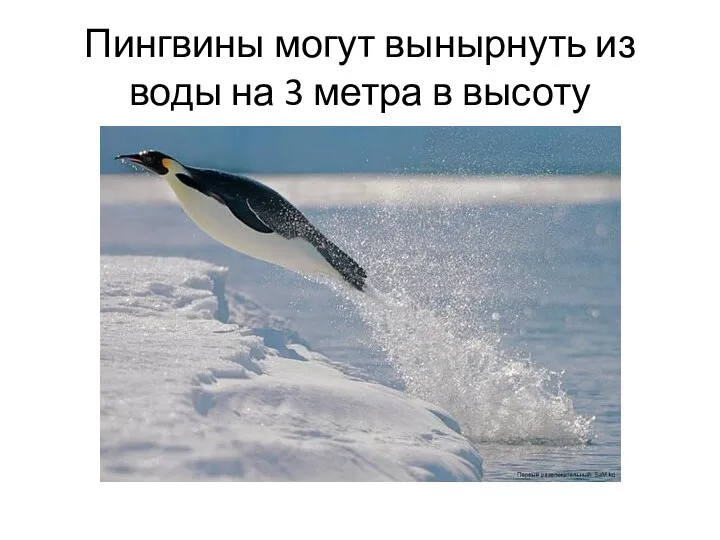Пингвины могут вынырнуть из воды на 3 метра в высоту