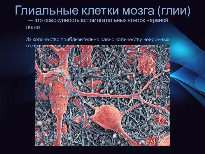 Глиальные клетки мозга (глии) — это совокупность вспомогательных клеток нервной ткани. Их