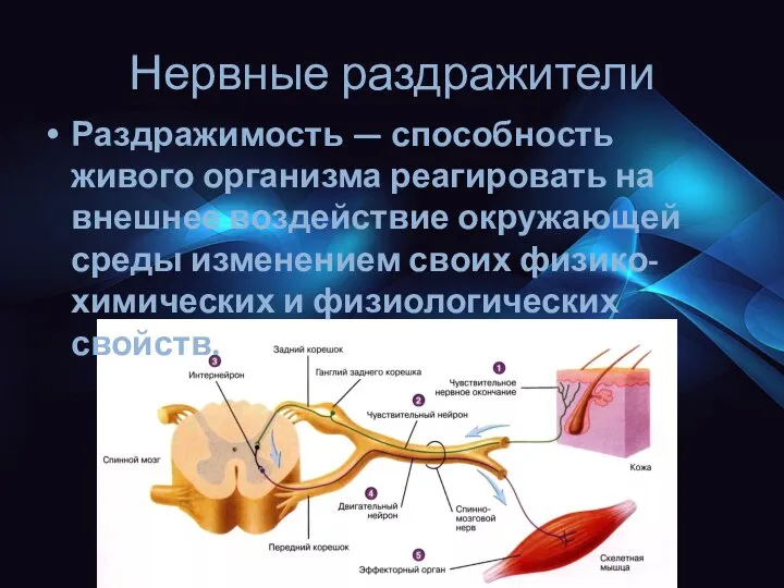 Нервные раздражители Раздражимость — способность живого организма реагировать на внешнее воздействие окружающей