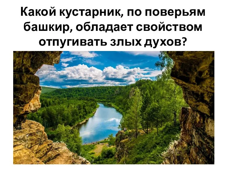 Какой кустарник, по поверьям башкир, обладает свойством отпугивать злых духов?