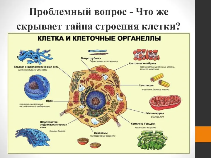 Проблемный вопрос - Что же скрывает тайна строения клетки?