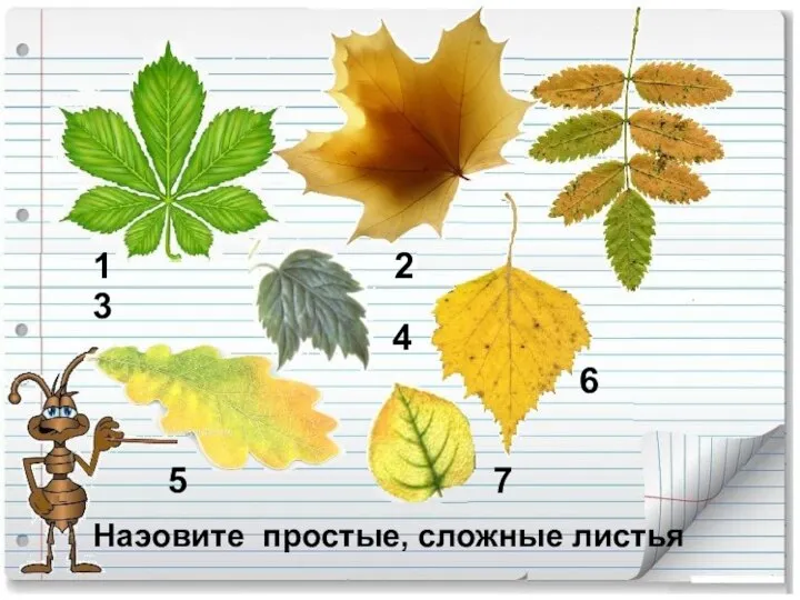 Наэовите простые, сложные листья 1 2 3 4 5 6 7