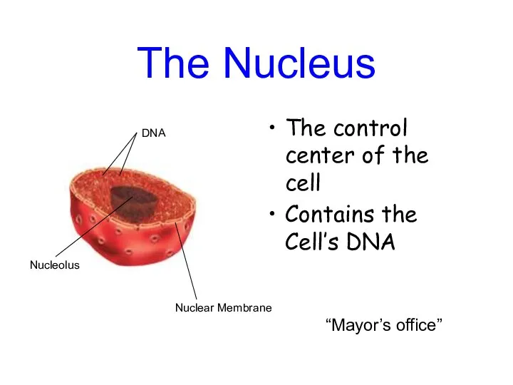 The Nucleus The control center of the cell Contains the Cell’s DNA