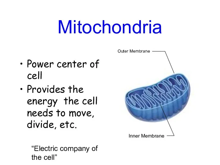 Mitochondria Power center of cell Provides the energy the cell needs to