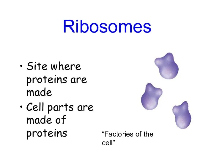 Ribosomes Site where proteins are made Cell parts are made of proteins “Factories of the cell”