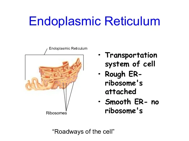 Endoplasmic Reticulum Transportation system of cell Rough ER- ribosome's attached Smooth ER-