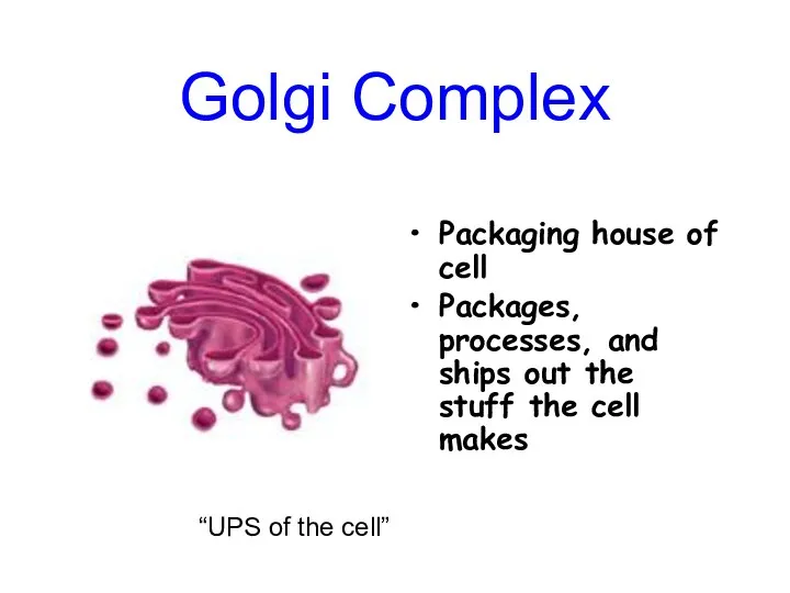 Golgi Complex Packaging house of cell Packages, processes, and ships out the