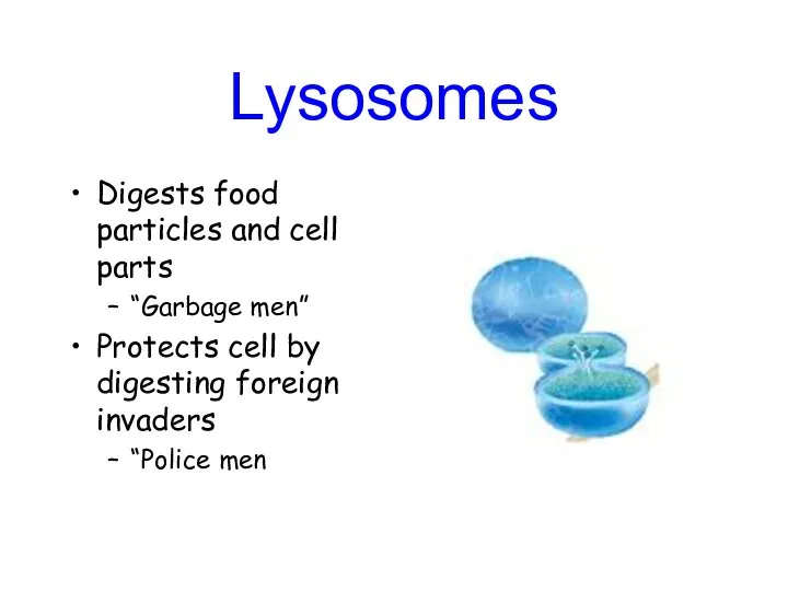 Lysosomes Digests food particles and cell parts “Garbage men” Protects cell by