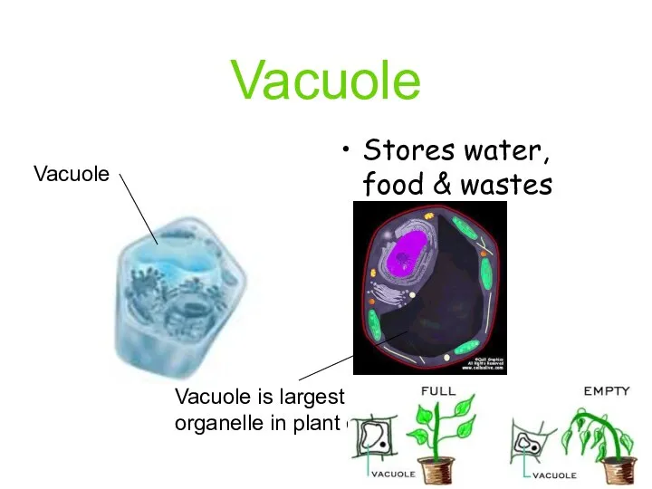 Vacuole Stores water, food & wastes Vacuole Vacuole is largest organelle in plant cell