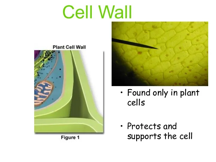 Cell Wall Found only in plant cells Protects and supports the cell