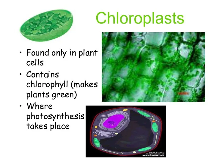 Chloroplasts Found only in plant cells Contains chlorophyll (makes plants green) Where photosynthesis takes place