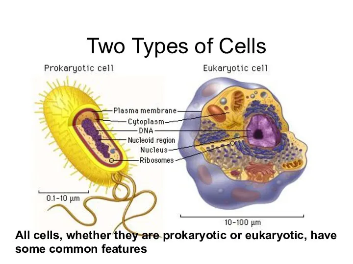 Two Types of Cells All cells, whether they are prokaryotic or eukaryotic, have some common features