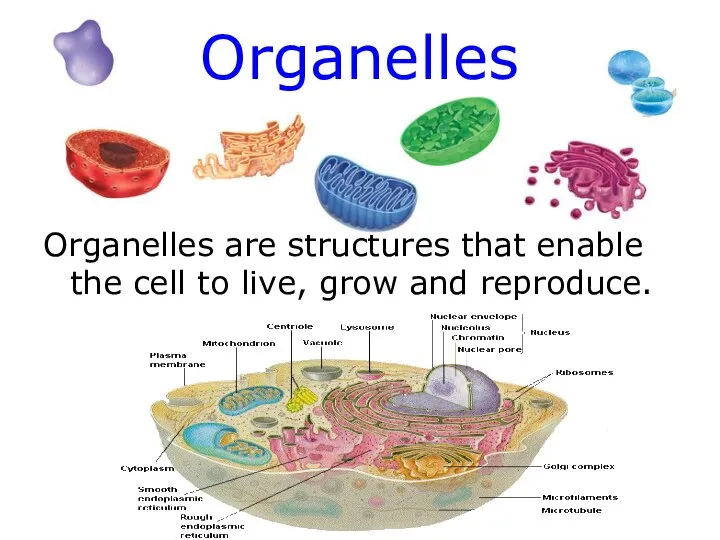 Organelles Organelles are structures that enable the cell to live, grow and reproduce.