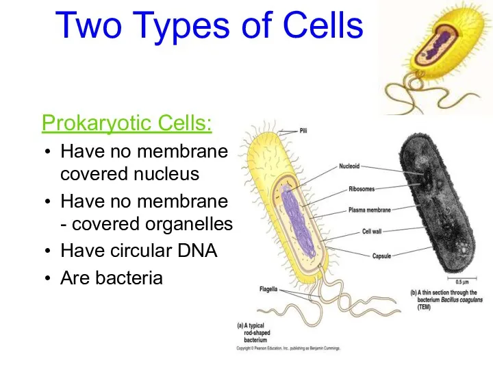 Two Types of Cells Prokaryotic Cells: Have no membrane covered nucleus Have